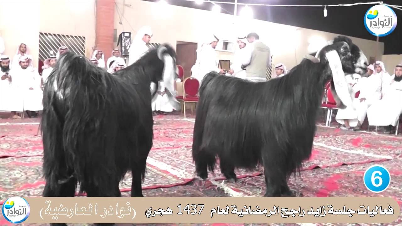جلسة زايد راجح الرمضانية للعوارض 1437هـ (6) أعلان النتائج