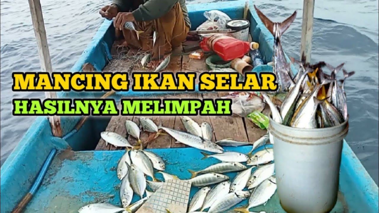 MANCING IKAN SELAR HASILNYA MELIMPAH 2025