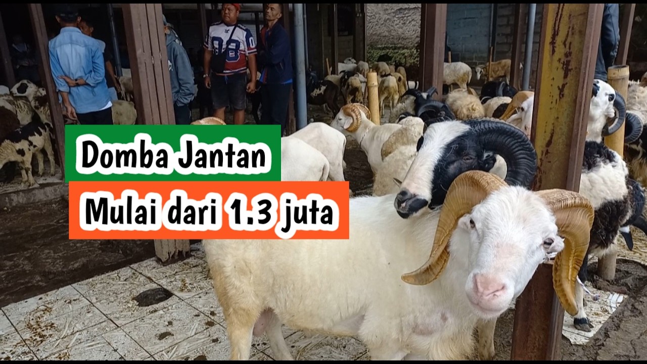 Harga domba bahan qurban di bulan ramadhan, domba garut dan domba priangan (240226)