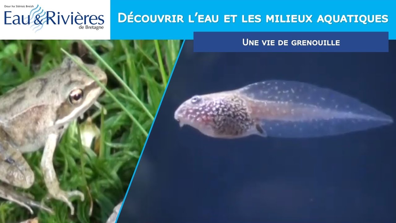 Une vie de grenouille
