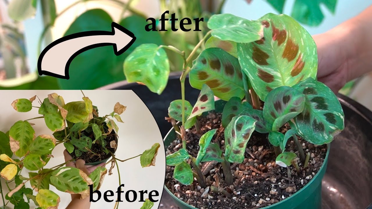 Variegated Maranta Revived | Houseplant Rescue
