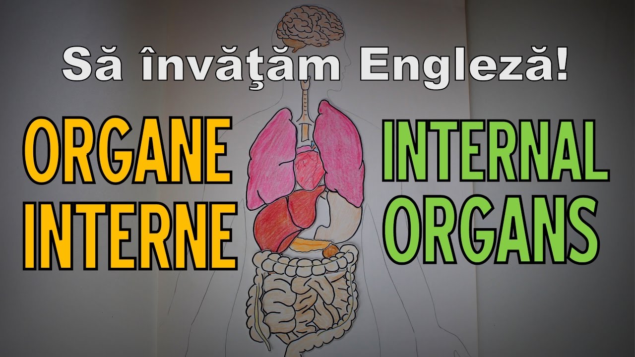 Sa invatam engleza - ORGANE INTERNE / INTERNAL ORGANS - Let's Learn English