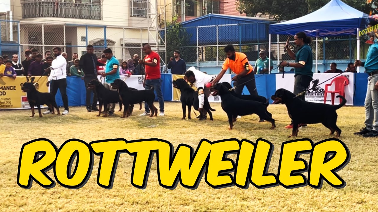 Rottweiler Champion Class In Madhyamgram City Of Joy Kennel Club Dog Show 2026