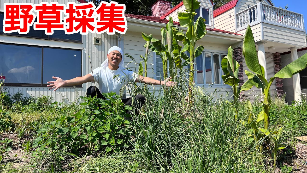昆虫館の庭がリクガメの餌の宝庫になっていました