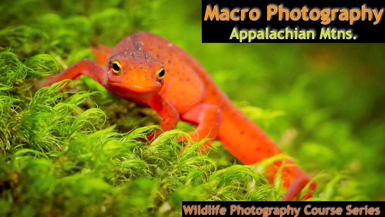 Marco Photography - Wild Photo Adventures