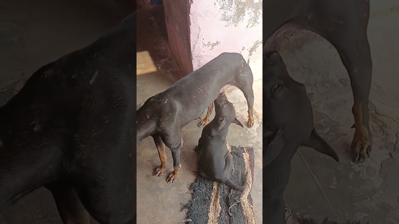 टॉमी अपनी मां का दूध पी रहा हे पूरा वीडियो देख ना #trinding #pets #dogshorts #labrador #viral 