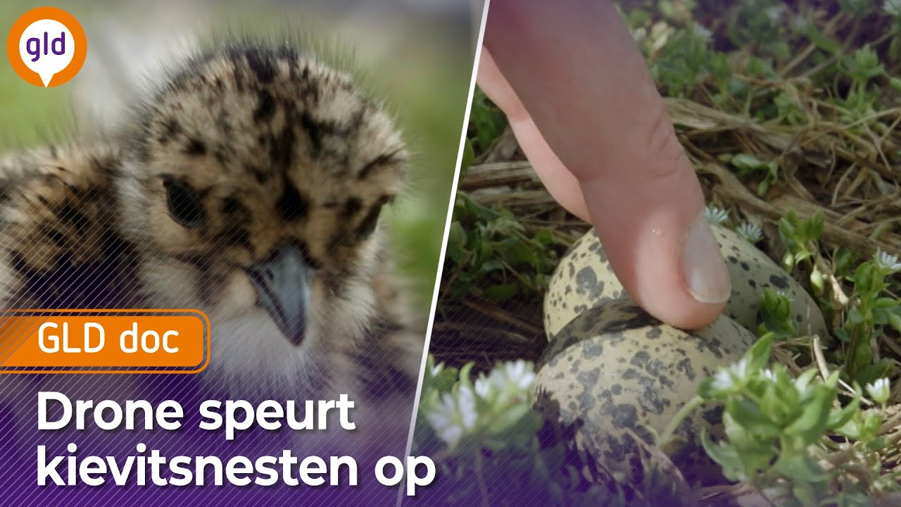 Heggeweer: Boeren met hart voor de natuur | GLD doc