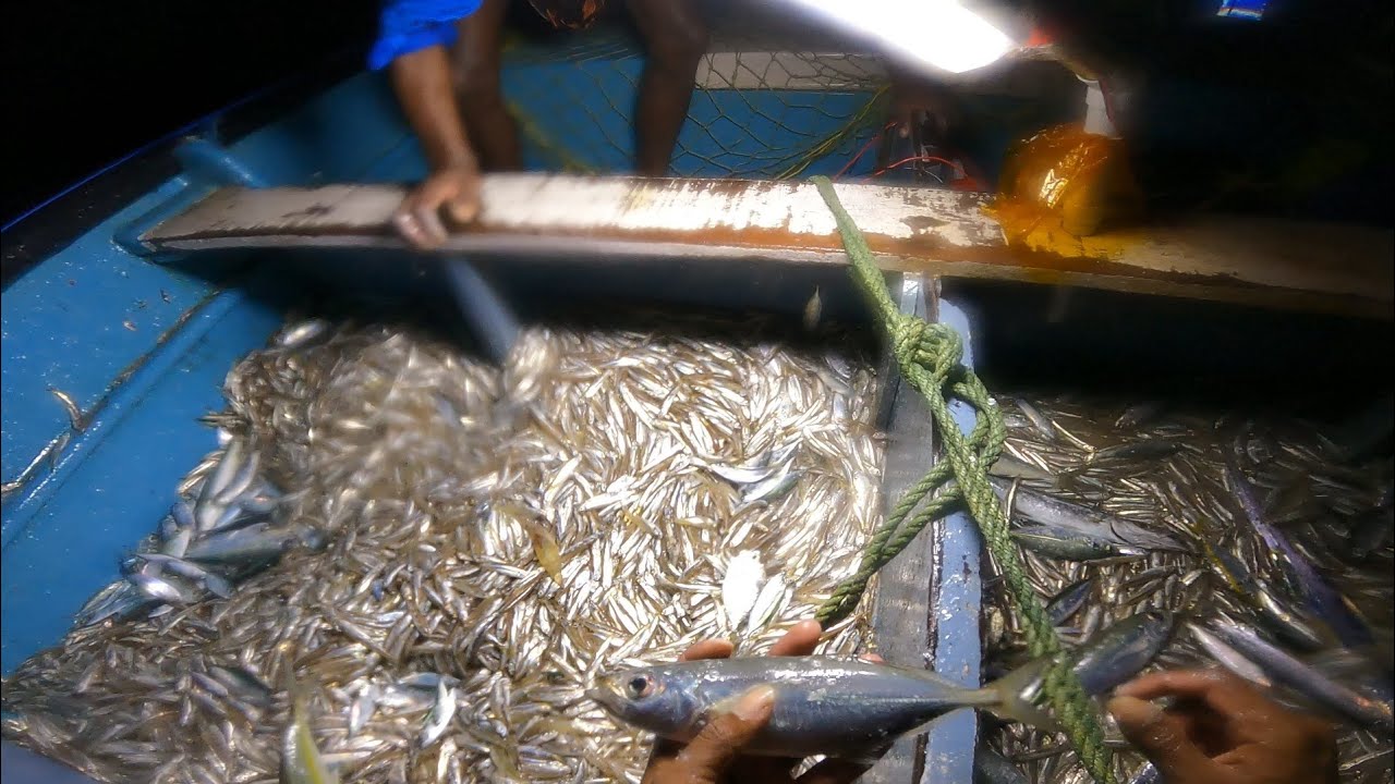 Natholi fish caught in the middle of the night /നടുരാത്രിയിൽ നത്തോലിമീൻ പിടിത്തം #fishing #laban