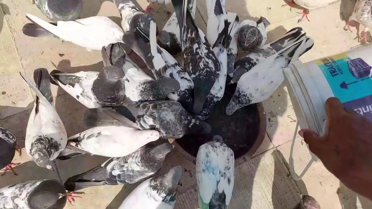 કબુતર ને બપોરે ખોયલા ને નો કરવાનું થયું#gujrativlog #viral #vilogpigeon #pigeonloft #pigeonhouse 