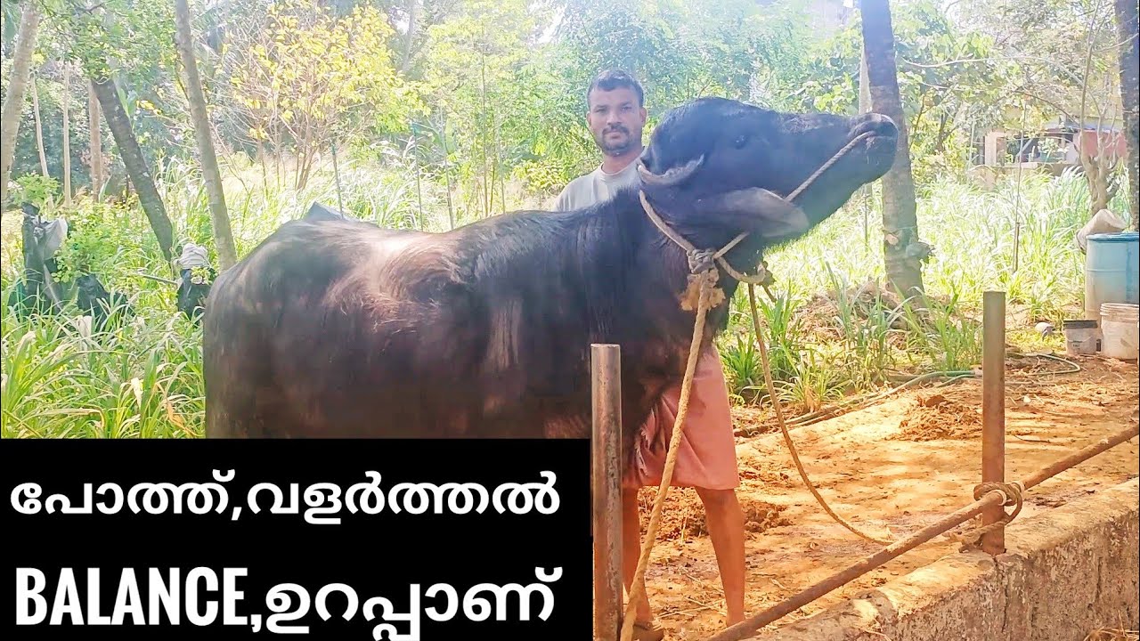 കുറച്ചുകാശ് കൂടുതൽ സമയം,മാറ്റി ചിന്തിച്ചേ പറ്റൂ. #ajosvlog 9947863454പ്ലീസ് വാട്ട്സാപ്പ്.