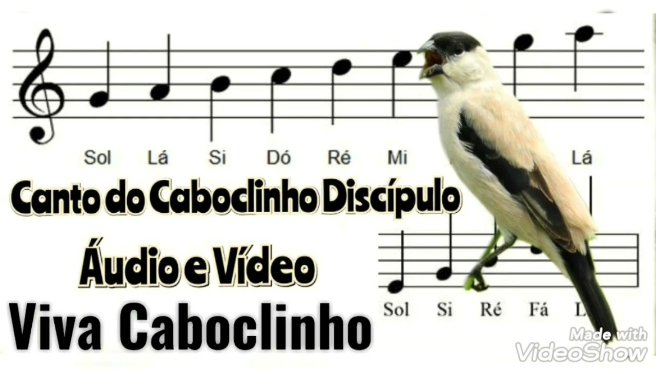 Canto Itaporanga- Canto Clássico - Caboclinho Discípulo - Sporophila Bouvreuil #caboclinho