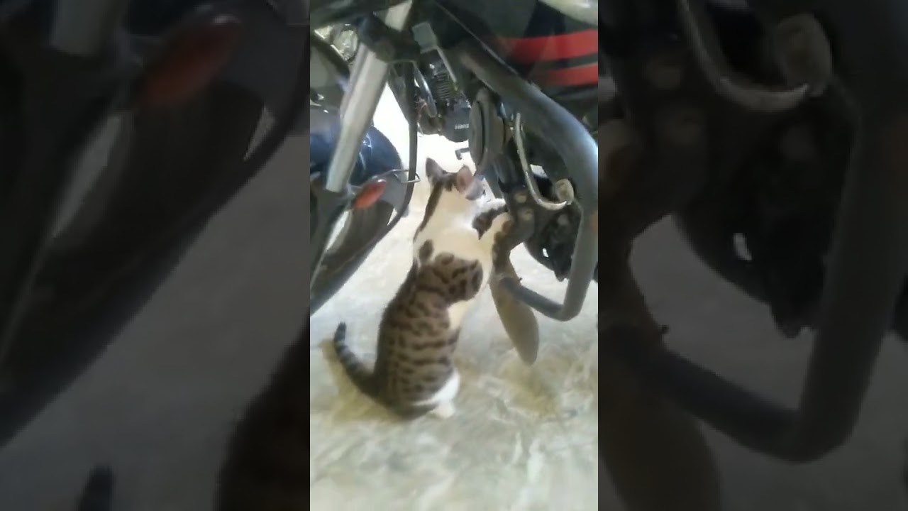 Spy#Miki#cat