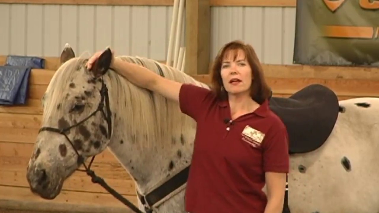 Bit or Bitless for Your Horse | What's the Difference?