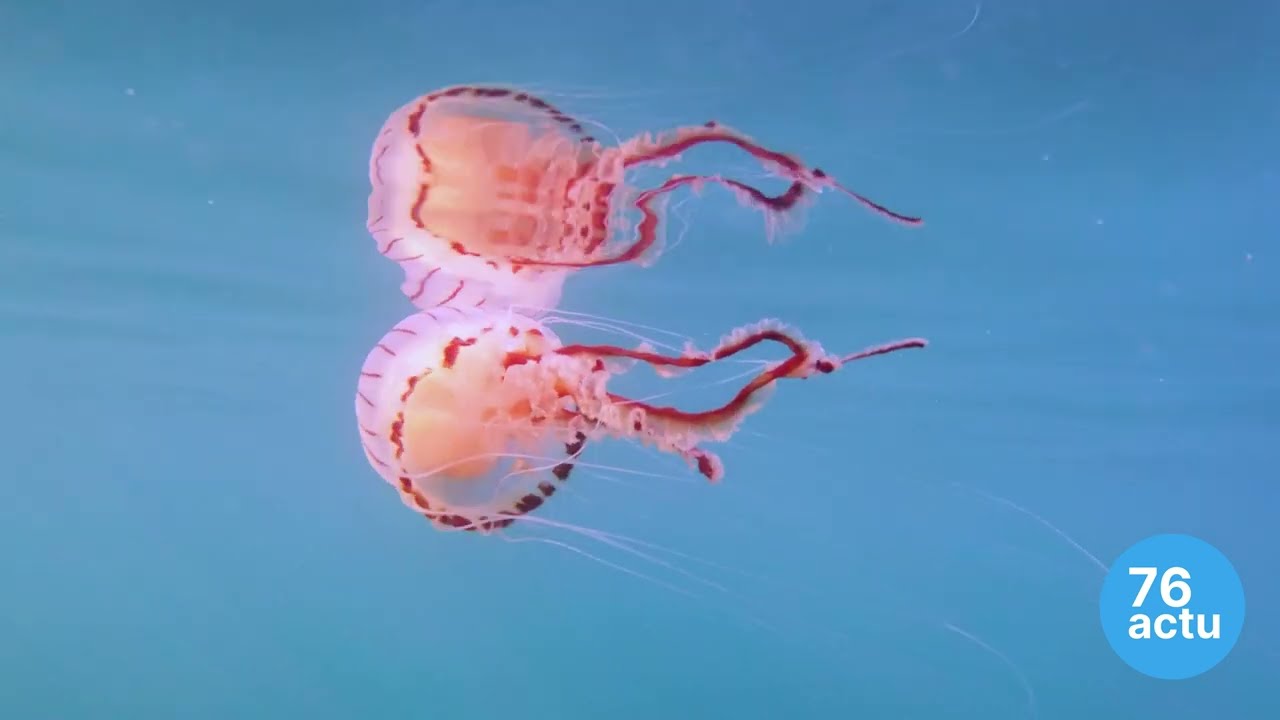 Plongée sur épave dans la Manche