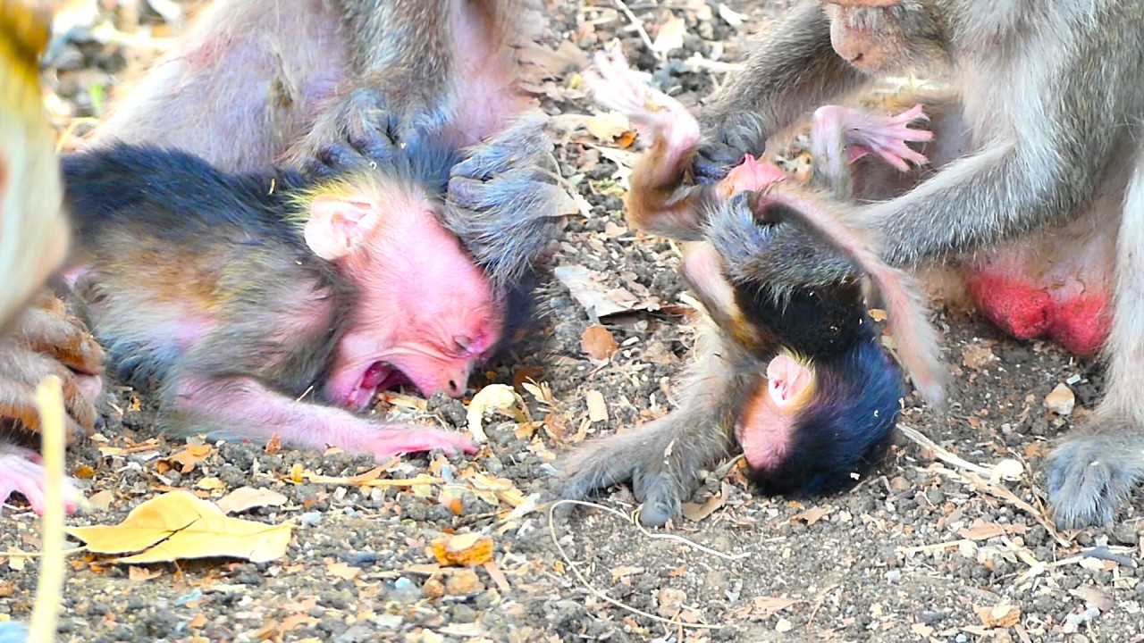 Just Born Baby monkey struggles to move as Mom Alika pulls Its tail upside down