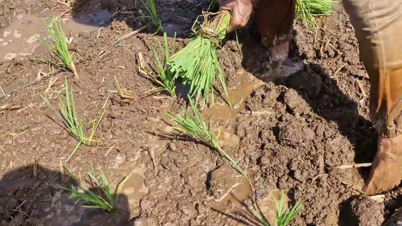 NO MACHINES NEEDED! QUICK AND EASY SUPER RICE PLANTING BY HAND - Agriculture Farming