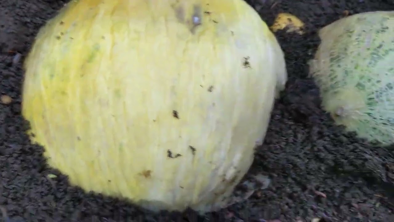 Сөөлжан өстүрүү үчүн сөзсүз мышык багуу керек!