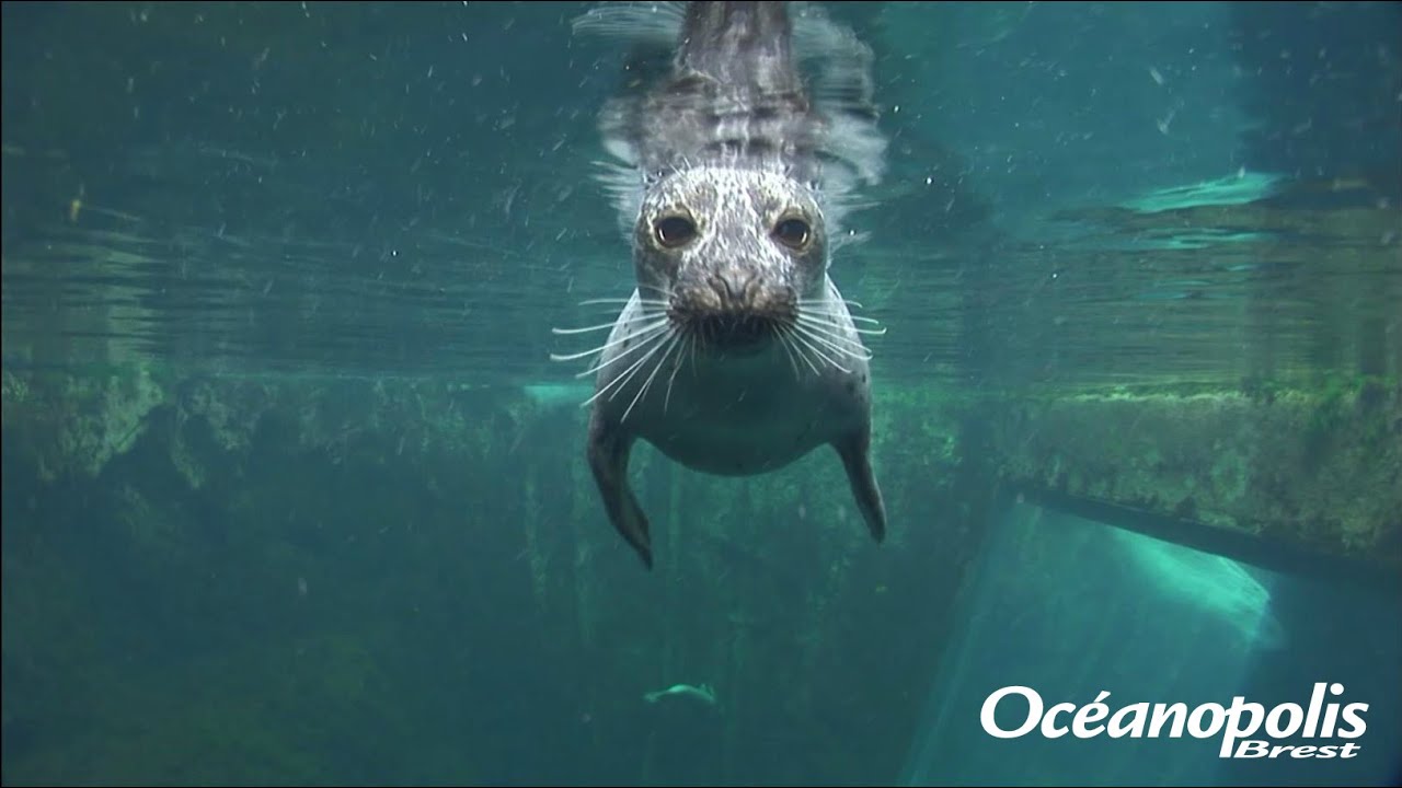 Océanopolis à Brest : parc de découverte des océans