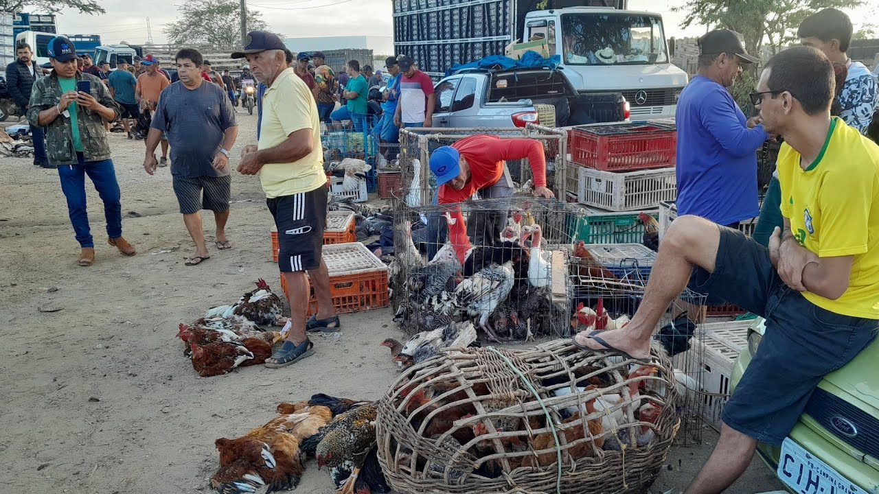 Feira de galinhas caipira em Campina Grande Paraíba 11/03/2026.