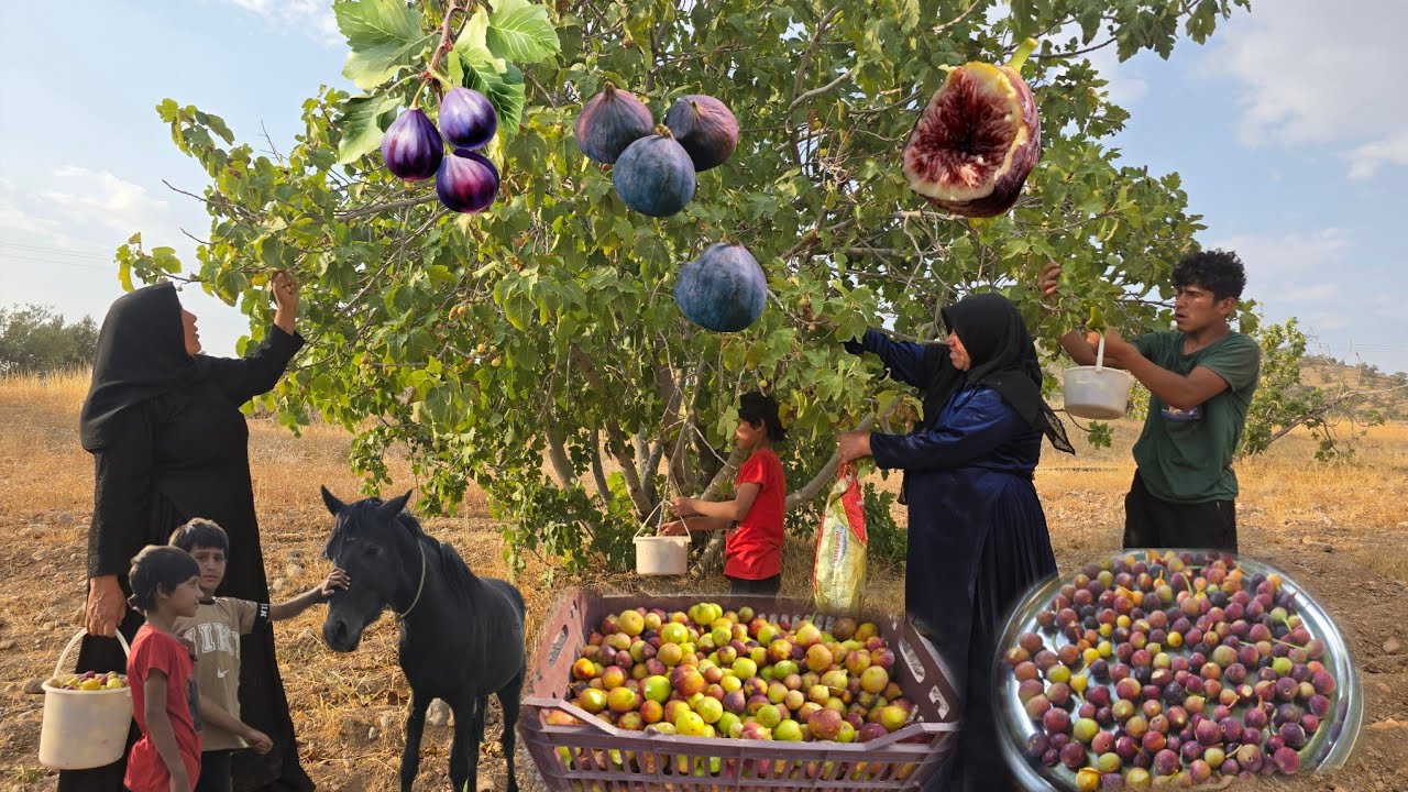 Nomadic life🏕: Picking wild figs in the mountains, the secret of nomadic nature🌿