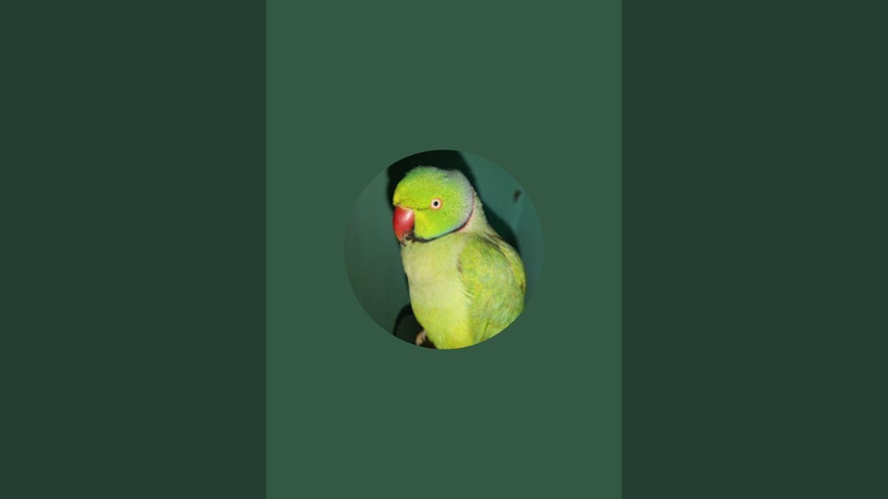 The parrot 143  is live!