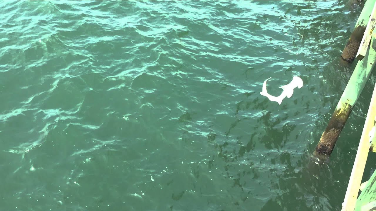 Shark eats another shark - Cherry Grove Pier, SC