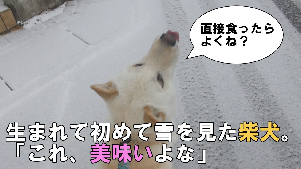 【白柴】生まれて初めて、雪を見た柴犬は…　食べるよねぇ。ww