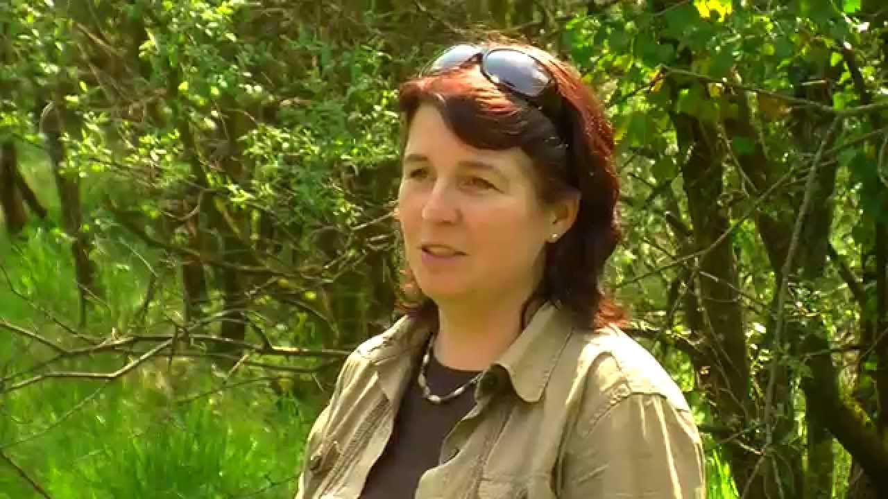 Abbeyleix bog