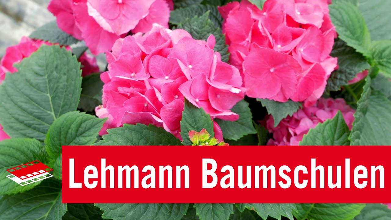 Lehmann Baumschulen GmbH | Unternehmensfilm