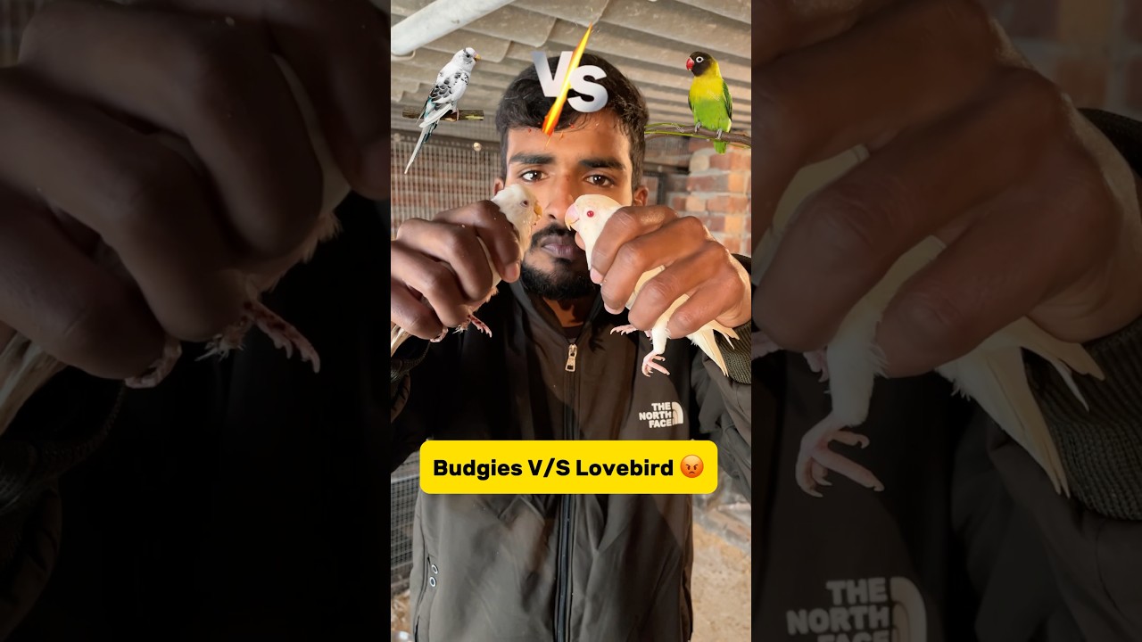 Budgies V/S lovebird🦜 #minivlog #kabutarvlog #petlover #pigeon #budgies #birdfight #fight #lovebird