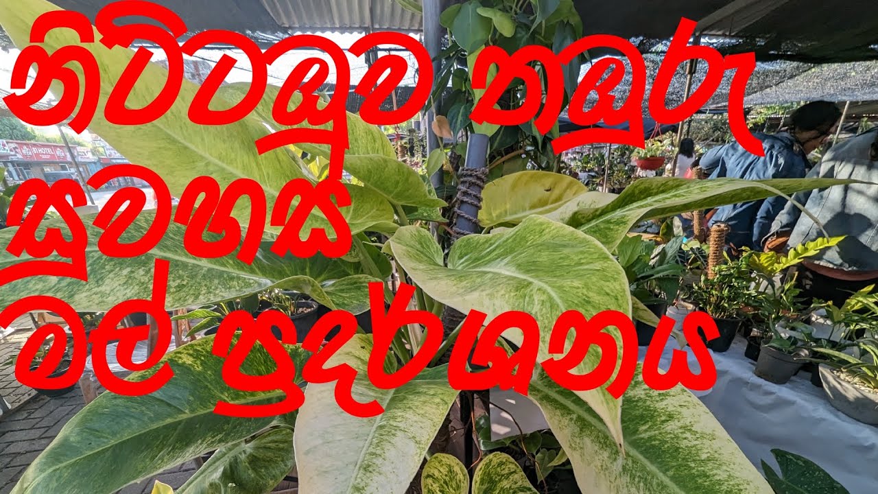 විවිධ  මල්  පැල වර්ග