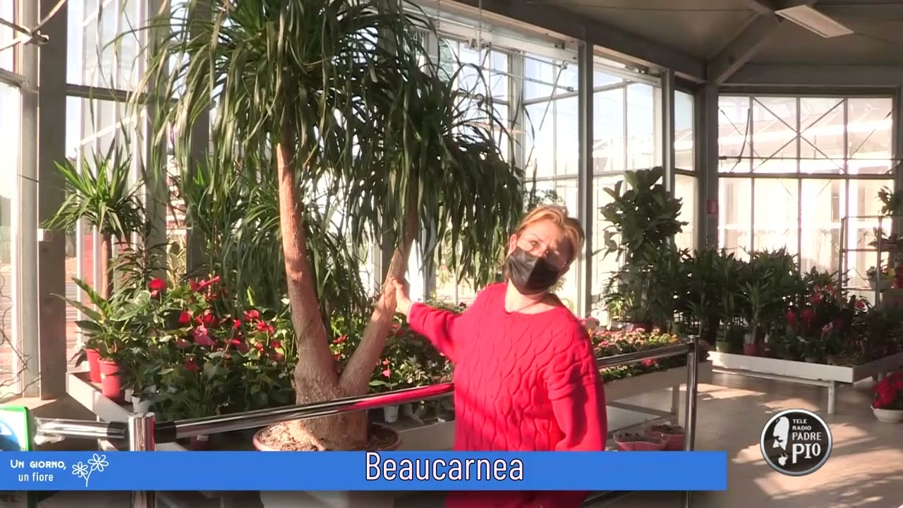Beaucarnea (Un giorno, un fiore 15 Marzo 2022)