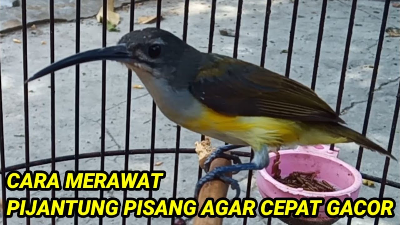 Perawatan pijantung pisang agar cepat gacor ll Perawatan pijantung pisang ombyokan