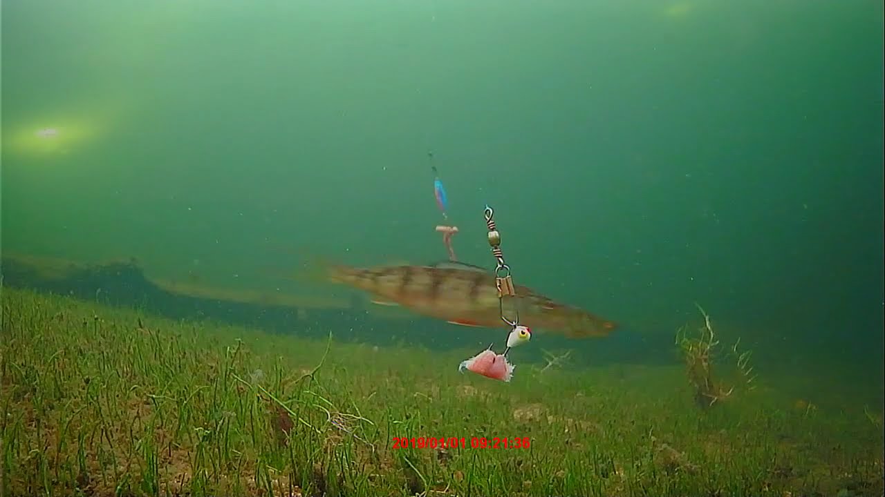 George Alaska pt7 trout chasing perch!