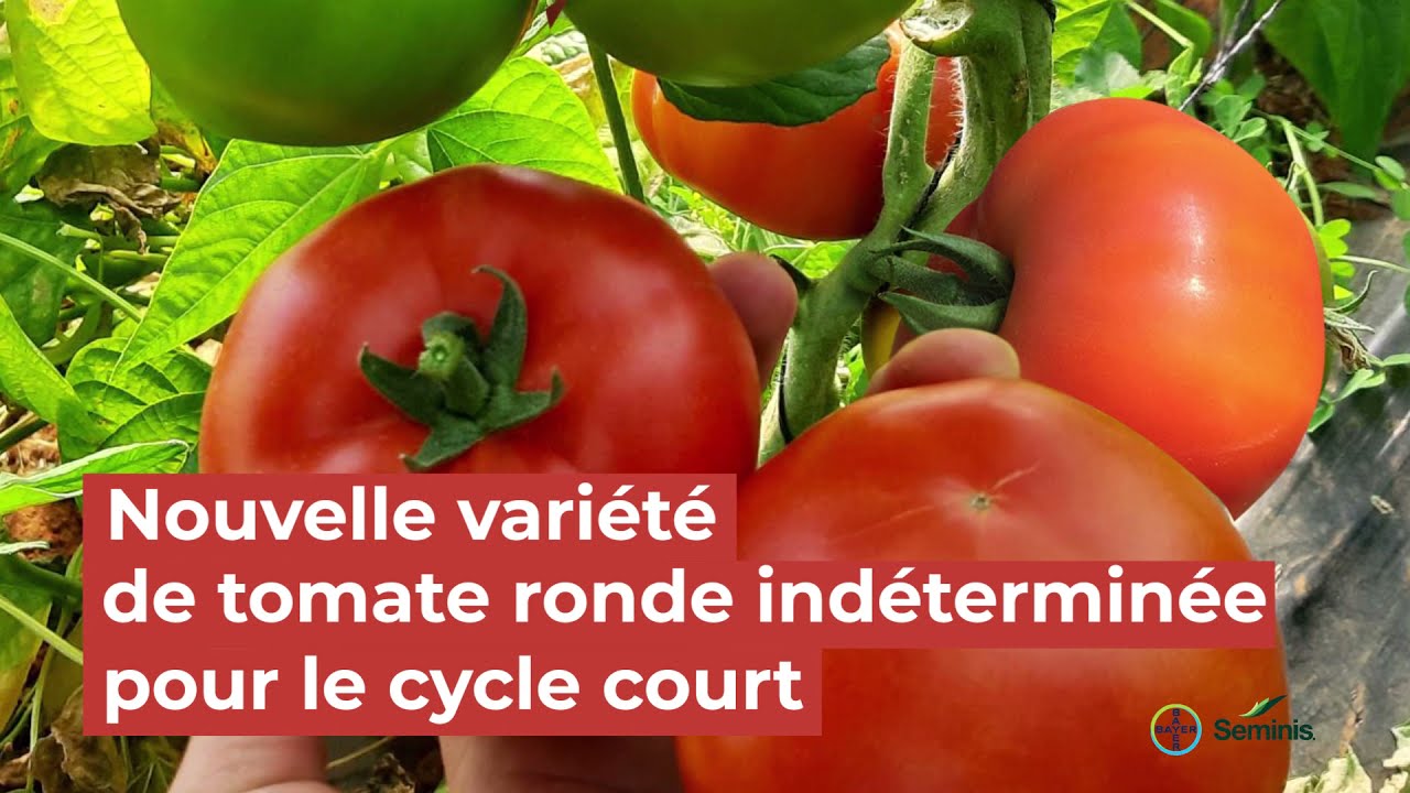 BESUTO, notre nouvelle tomate ronde indéterminée, votre choix GAGNANT ! 🇩🇿
