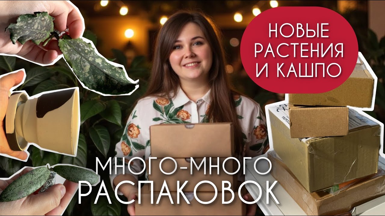 НОВЫЕ РАСТЕНИЯ, КАШПО, ОПОРЫ: распаковки, сувениры из отпуска