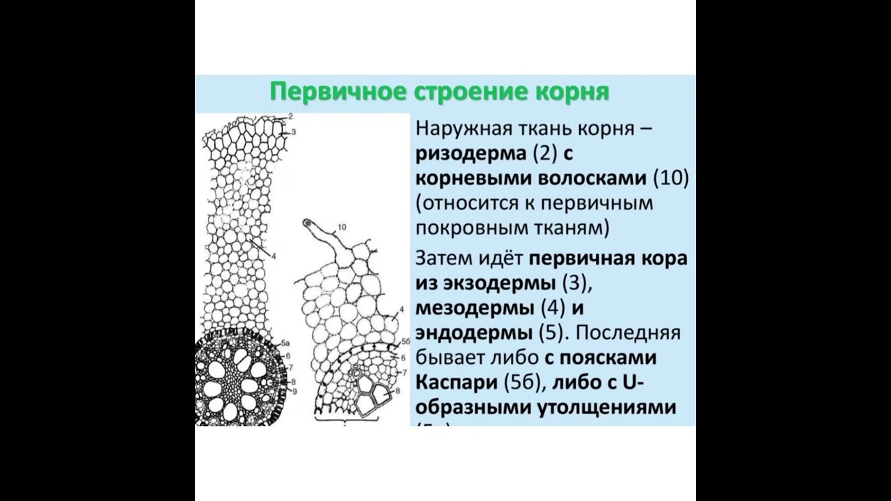 7 класс биология. Строение корня. Мамаев Э. 7И.