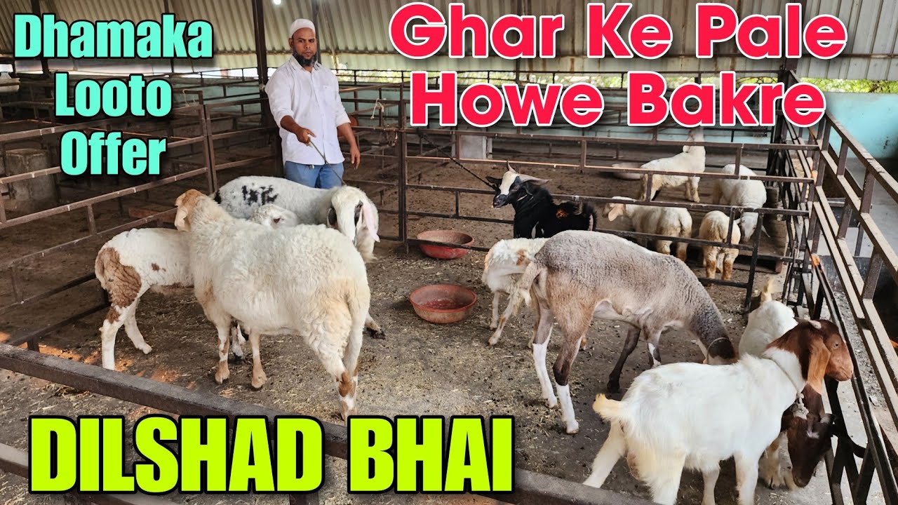 Ghar Ke Pale Howe Bakre Aur Mende At DILSHAD BHAI | Dhamaka Looto Offer Goat In Bhiwandi 