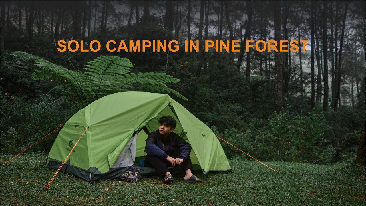 SOLO CAMPING IN PINE FOREST - HUTAN PINUS YANG BERKABUT, SUARA ALAM, ASMR