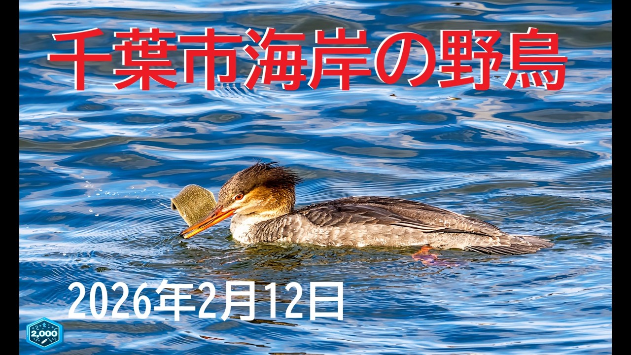 千葉市海岸の野鳥　2026年2月12日の２