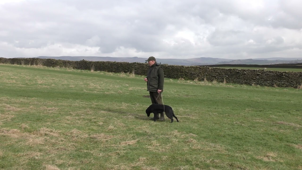 Gundog Training