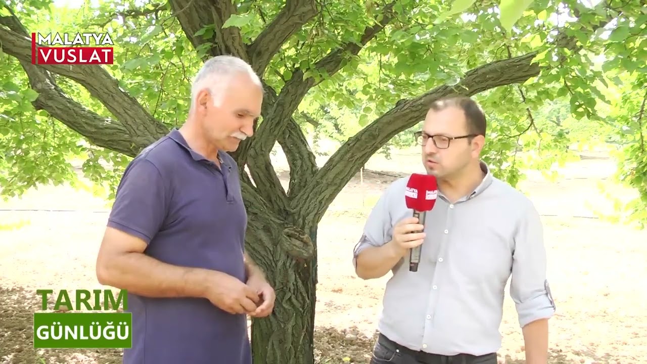 TARIM GÜNLÜĞÜ KAYISI BUDAMA NEDİR NASIL YAPILIR YUSUF BAYINDIR 05 09 2022
