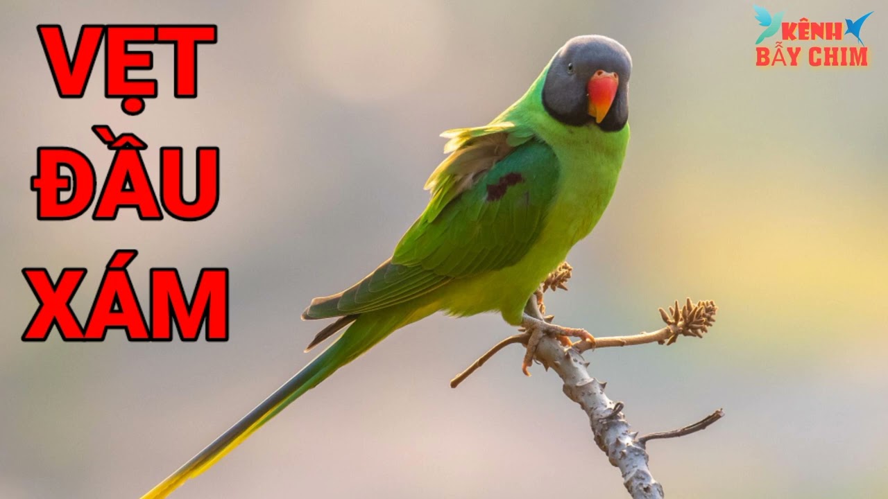 Tiếng Vẹt Đầu Xám Mồi