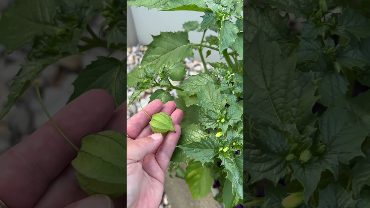 Cutleaf ground-cherry 