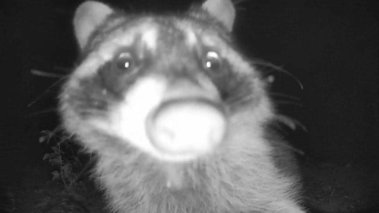 The Raccoon Returns: More Nightly Adventures