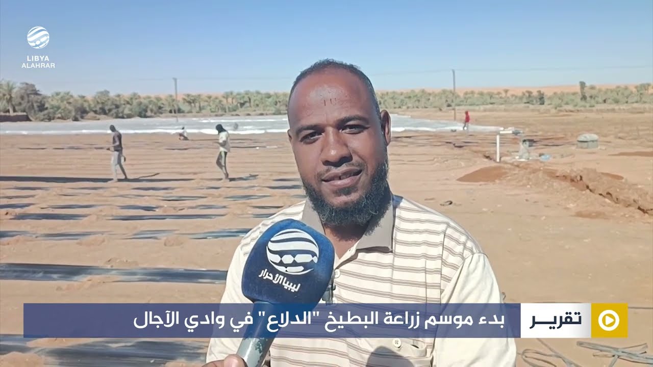 تقرير | بدء موسم زراعة البطيخ 