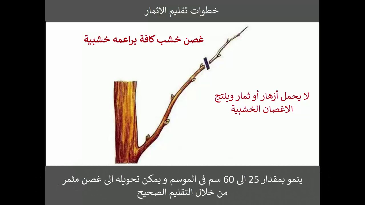 تقليم المشمش بالصور و الشرح التفصيلي #اكسبلور #زراعة #viral #foryou #fyp #explore