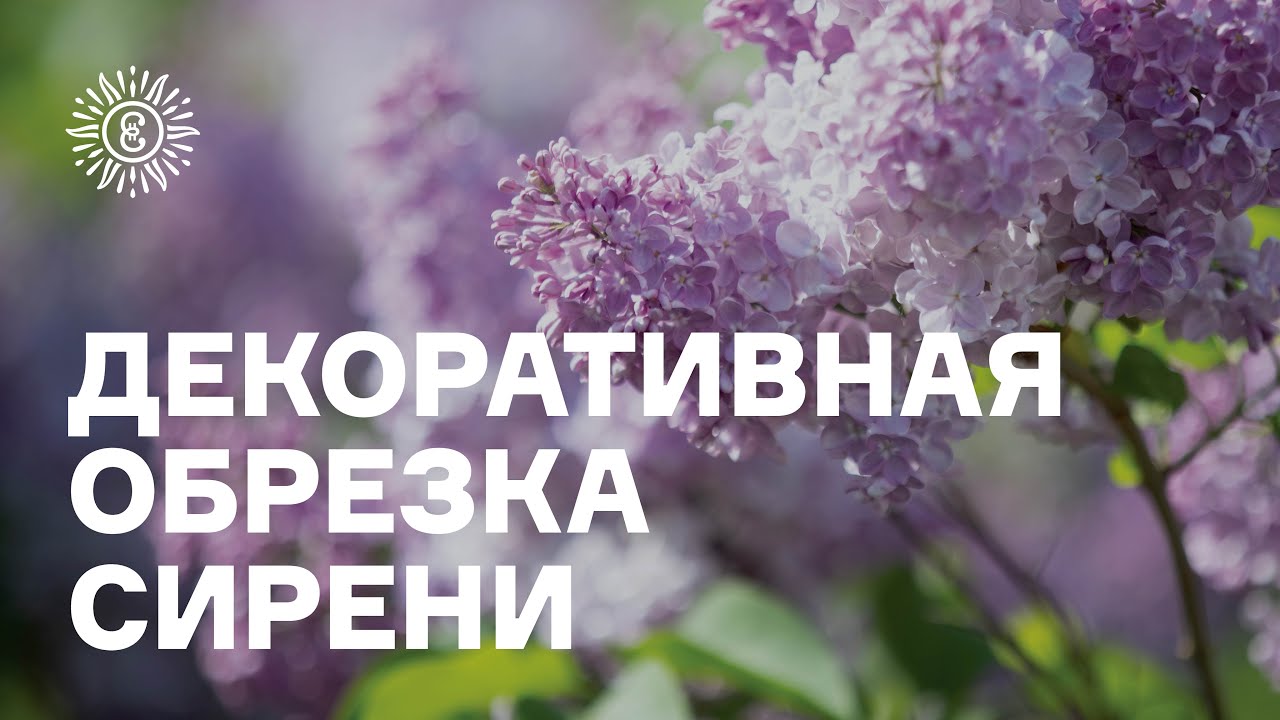 Декоративная обрезка сирени