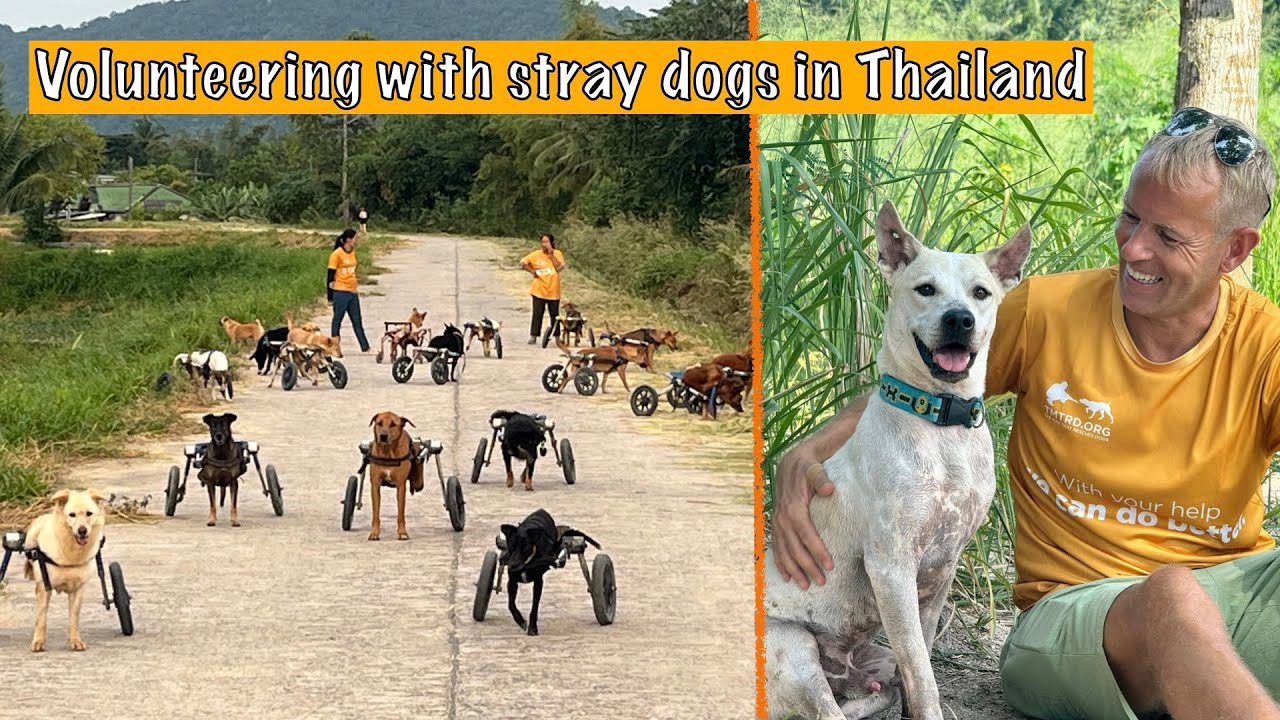 The Man That Rescues Dogs - Volunteering with Dogs in Thailand 🐶 🇹🇭