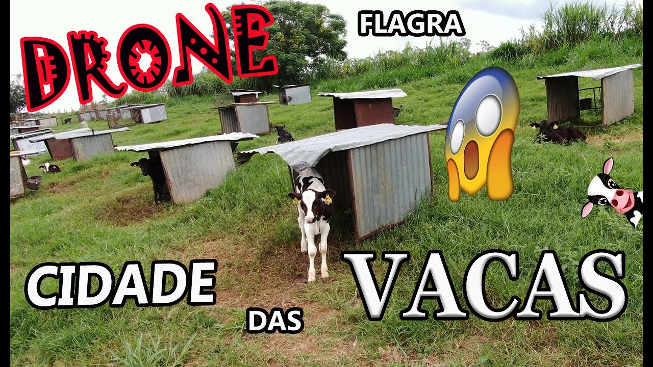 CIDADE das VACAS vc COME baby BIFE? então VEJA isso wanzam fpv